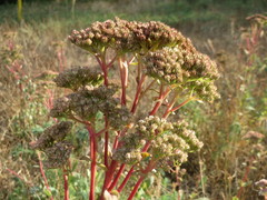 Hylotelephium telephium
