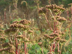 Hylotelephium telephium