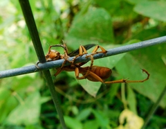 Ophiocordyceps humbertii
