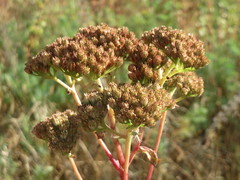 Hylotelephium telephium