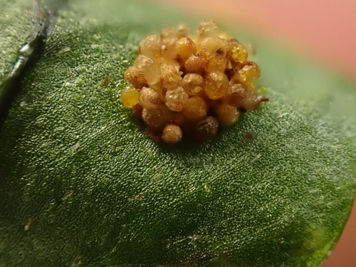 Image of Polypodium interjectum by (c) Matteo Marcandella, some rights reserved (CC BY)