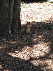 Sciurus niger