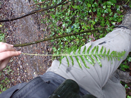 Image of Polypodium interjectum by (c) Matteo Marcandella, some rights reserved (CC BY)