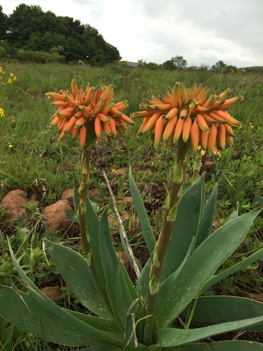 Aloe ecklonis, photograph 5