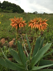 Aloe ecklonis, photograph (c) scaup, some rights reserved (CC BY)
