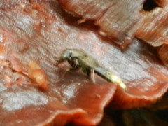 Ontholestes cingulatus