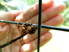 Ophiocordyceps humbertii