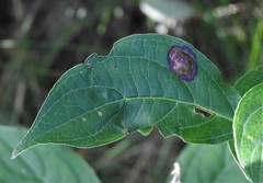 Alternaria