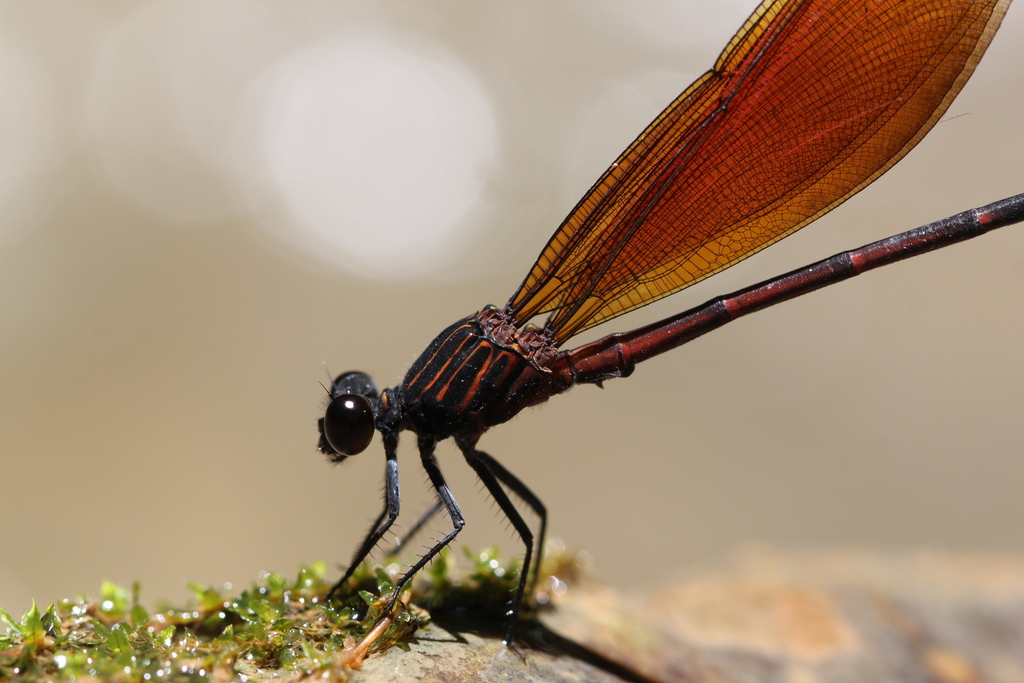 Euphaea