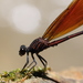 Euphaea - Photo (c) purperlibel, μερικά δικαιώματα διατηρούνται (CC BY-SA), uploaded by purperlibel
