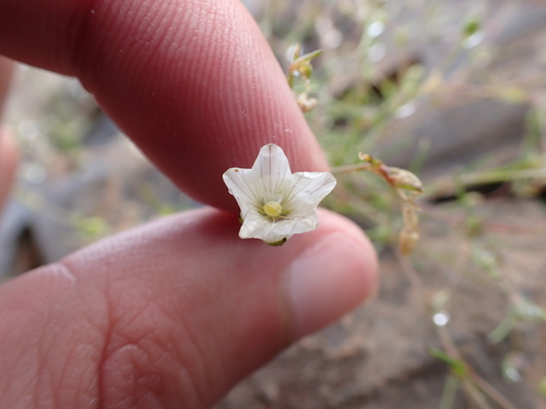Image of Sabulina douglasii by (c) Neal Kelso, some rights reserved (CC BY)