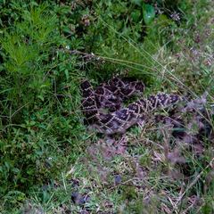 Crotalus molossus