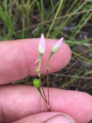 Phemeranthus rugospermus
