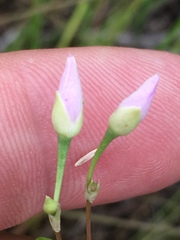 Phemeranthus rugospermus