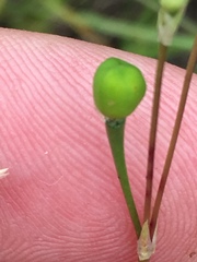 Phemeranthus rugospermus