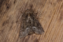Oligia strigilis