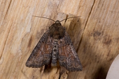 Oligia latruncula