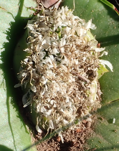 Massonia setulosa