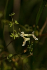 Ceratocapnos claviculata