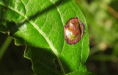 Alternaria