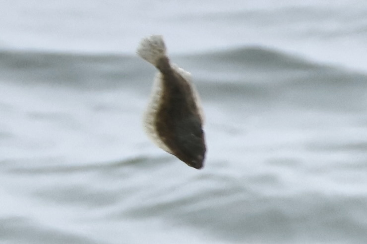 Summer Flounder