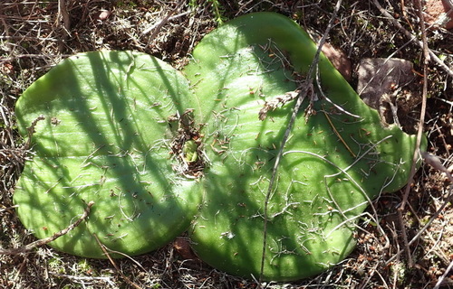 Massonia setulosa