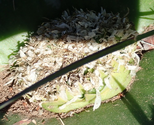 Massonia setulosa