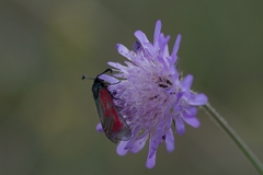 Zygaena minos