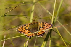 Boloria aquilonaris