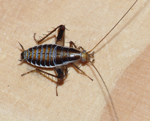 Leaproaches (Genus Saltoblattella) · iNaturalist