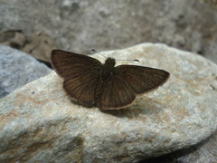 Dalla ibhara