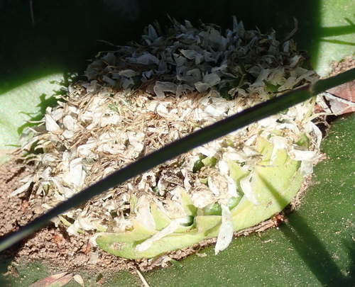 Massonia setulosa