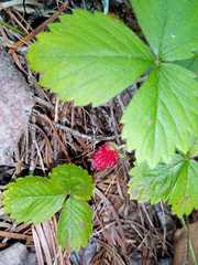 Fragaria mexicana