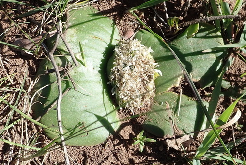 Massonia setulosa