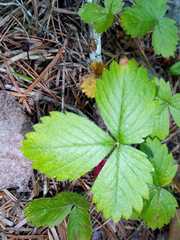 Fragaria mexicana
