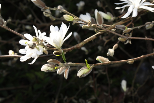 Magnolia stellata