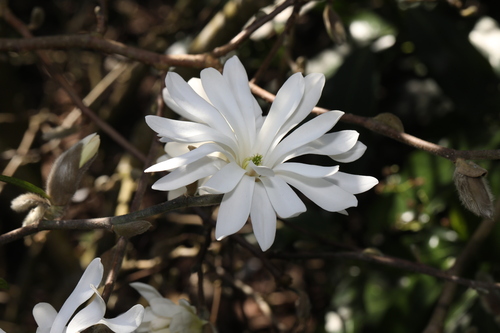 Magnolia stellata
