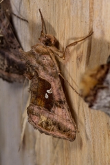 Autographa jota