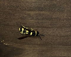 Leucospidae