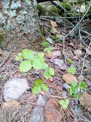 Fragaria mexicana