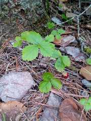 Fragaria mexicana