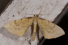 Gandaritis pyraliata