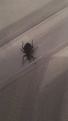 Otiorhynchus sulcatus