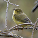Orange-crowned Warbler - Photo (c) Rick Leche - Photography, some rights reserved (CC BY-NC-ND)