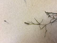 Potamogeton pusillus pusillus