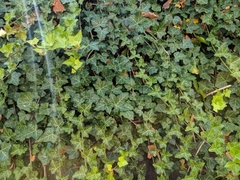 Hedera helix