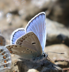 Polyommatus escheri