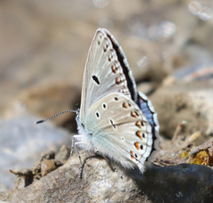 Polyommatus escheri