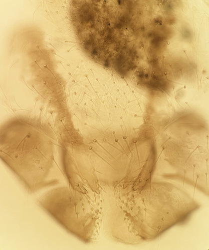 Ectopsocus briggsi, photo 5 of 8