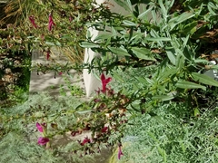 Salvia pentstemonoides